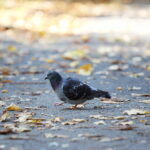 18.10.2023. Kielce. Jesień, drzewa, liście, gołąb / Fot. Wiktor Taszłow - Radio Kielce