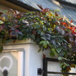 18.10.2023. Kielce. Jesień, drzewa, liście / Fot. Wiktor Taszłow - Radio Kielce