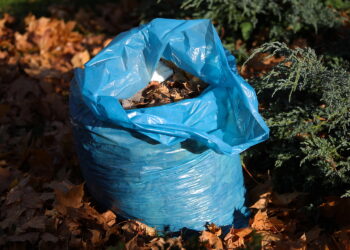 Czy grabić liście na zimę? Zdania są podzielone - Radio Kielce Czy grabić liście na zimę? Zdania są podzielone