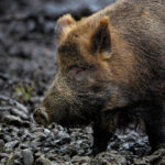 Nie ma zagrożenia ASF w powiecie kieleckim