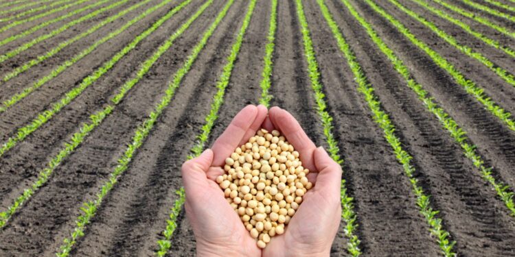 Soja na polskich polach - Radio Kielce