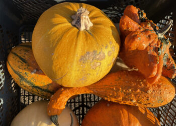 Ceny warzyw i owoców na targu w Końskich (18.10.2023) - Radio Kielce