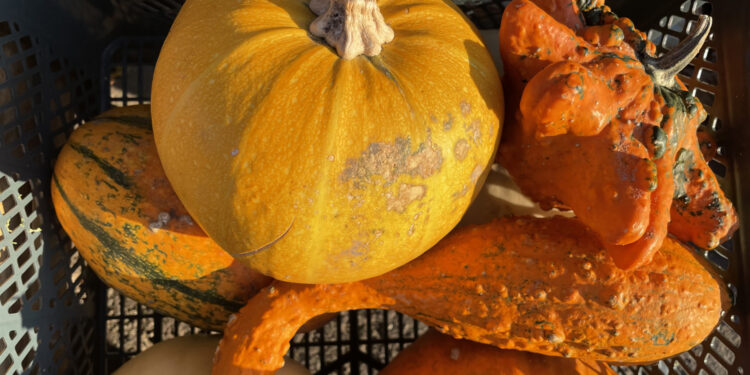 Ceny warzyw i owoców na targu w Końskich (18.10.2023) - Radio Kielce