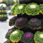 28.10.2023 Końskie. Kapusta ozdobiła konekci rynek / Fot. Magdalena Galas-Klusek - Radio Kielce