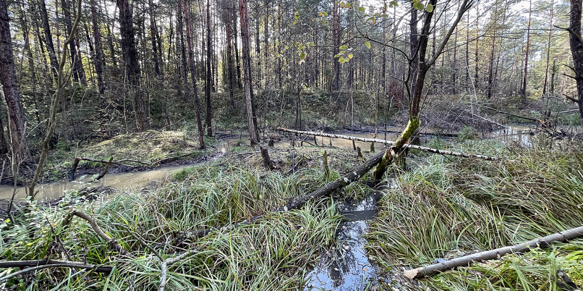 Rezerwat przyrody Gagaty Sołtykowskie / Fot. Robert Felczak – Radio Kielce