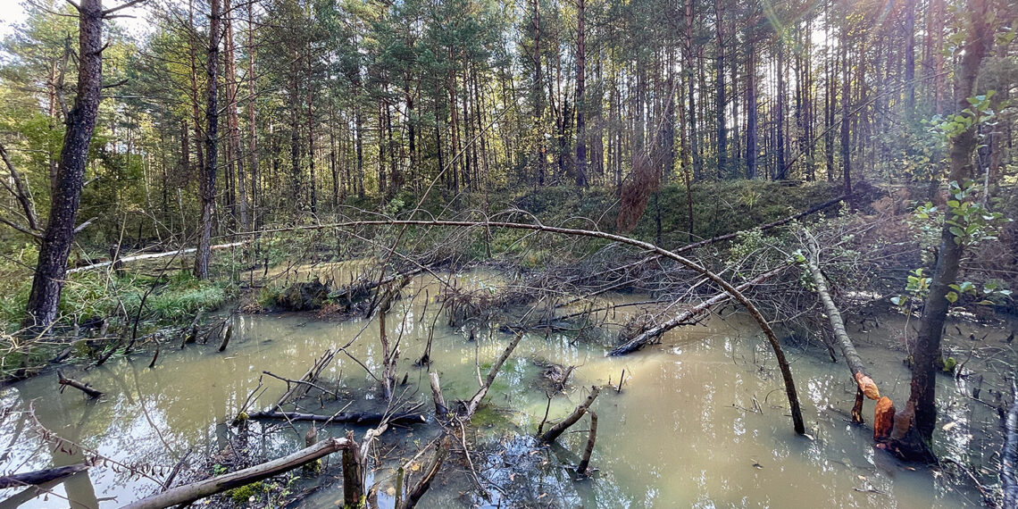 Rezerwat przyrody Gagaty Sołtykowskie / Fot. Robert Felczak – Radio Kielce