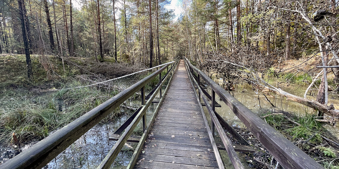 Rezerwat przyrody Gagaty Sołtykowskie / Fot. Robert Felczak – Radio Kielce