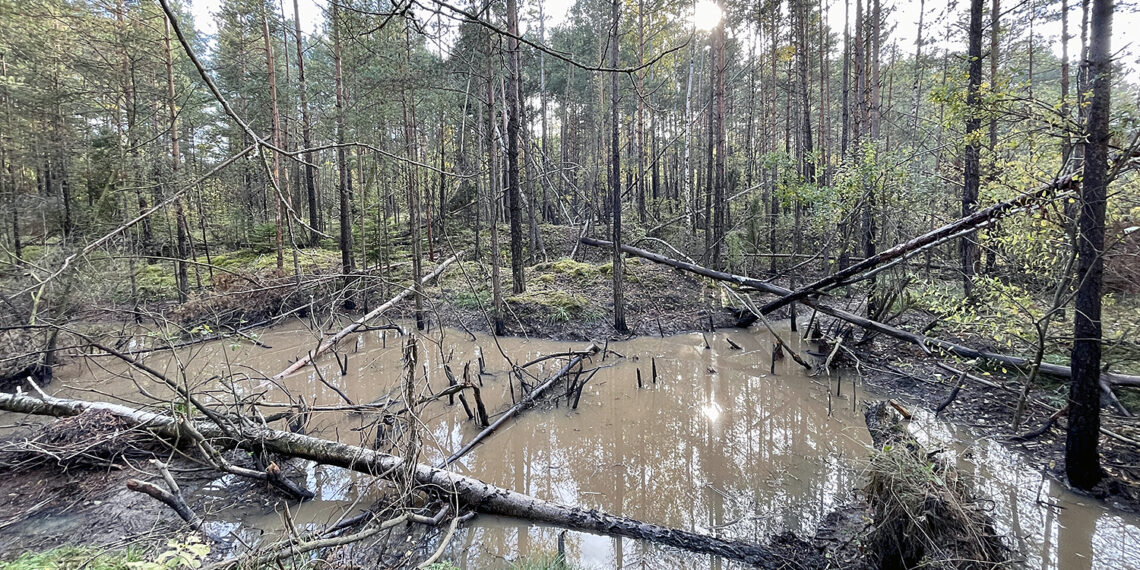 Bobry zablokowały drogę do rezerwatu