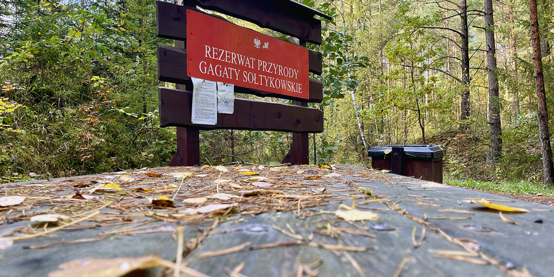 Rezerwat przyrody Gagaty Sołtykowskie / Fot. Robert Felczak – Radio Kielce