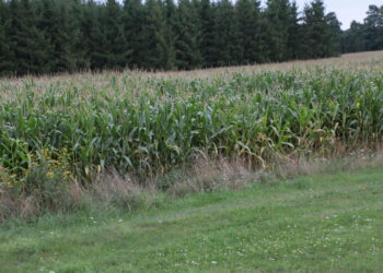 Ceny za mokrą kukurydzę w niewielkim stopniu pokrywają koszty produkcji - Radio Kielce