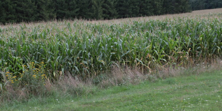 Ceny za mokrą kukurydzę w niewielkim stopniu pokrywają koszty produkcji - Radio Kielce Ceny za mokrą kukurydzę w niewielkim stopniu pokrywają koszty produkcji - Radio Kielce