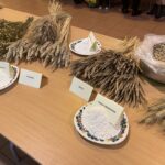 Powrót do tradycji w „Staszicówce". Kiszenie kapusty i wypiekanie chleba - Radio Kielce