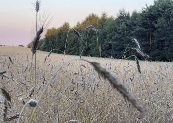 zboże, pole / Fot. Robert Felczak – Radio Kielce