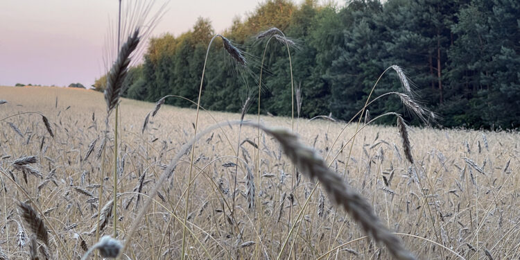 zboże, pole / Fot. Robert Felczak – Radio Kielce
