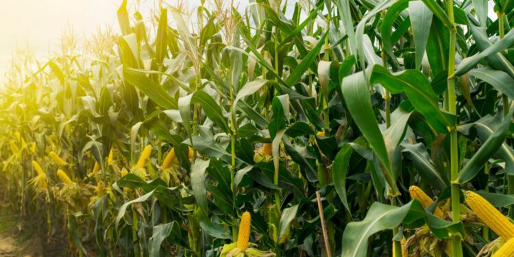 Kukurydza na topie upraw - Radio Kielce