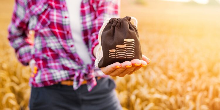 Pieniądze dla producentów zbóż i roślin oleistych - Radio Kielce