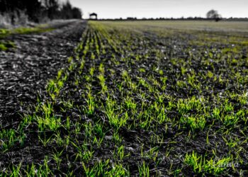 Późniejszy siew ozimin - Radio Kielce