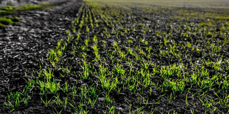 Późniejszy siew ozimin - Radio Kielce