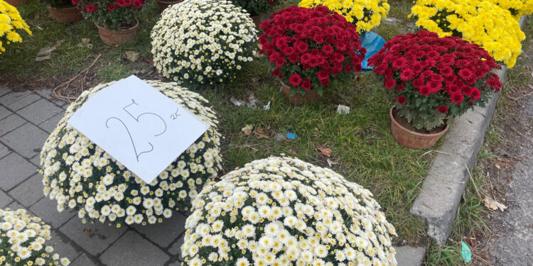 Trwa sezon na chryzantemy. Jak ocenia go hodowca tych kwiatów? - Radio Kielce