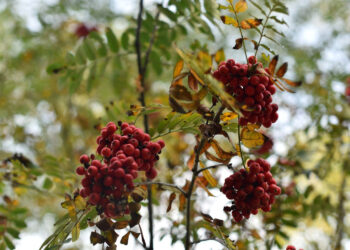 Sekrety natury – jarzębina - Radio Kielce