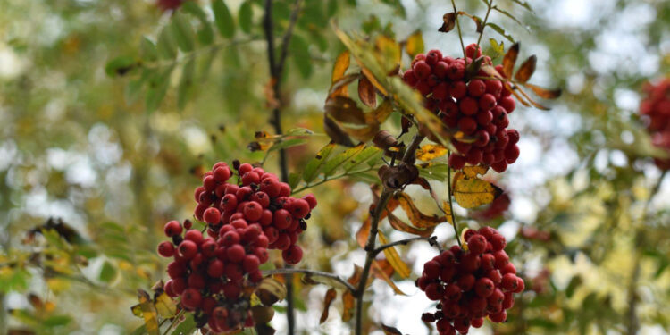 Sekrety natury – jarzębina - Radio Kielce