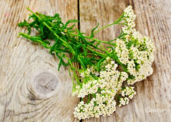 Sekrety ziół – ziołowe afrodyzjaki - Radio Kielce