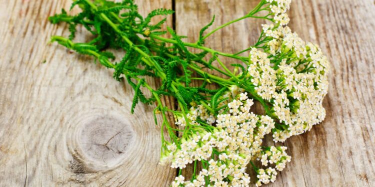 Sekrety ziół – ziołowe afrodyzjaki - Radio Kielce