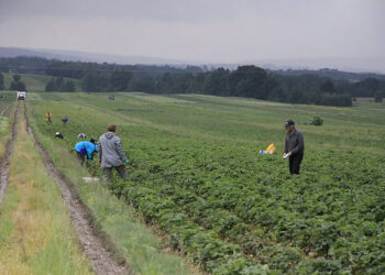 Producenci truskawek mogą składać wnioski o pomoc - Radio Kielce