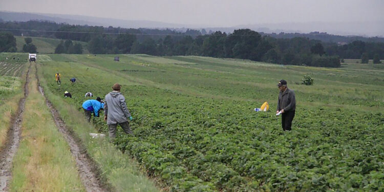 Producenci truskawek mogą składać wnioski o pomoc - Radio Kielce Producenci truskawek mogą składać wnioski o pomoc - Radio Kielce