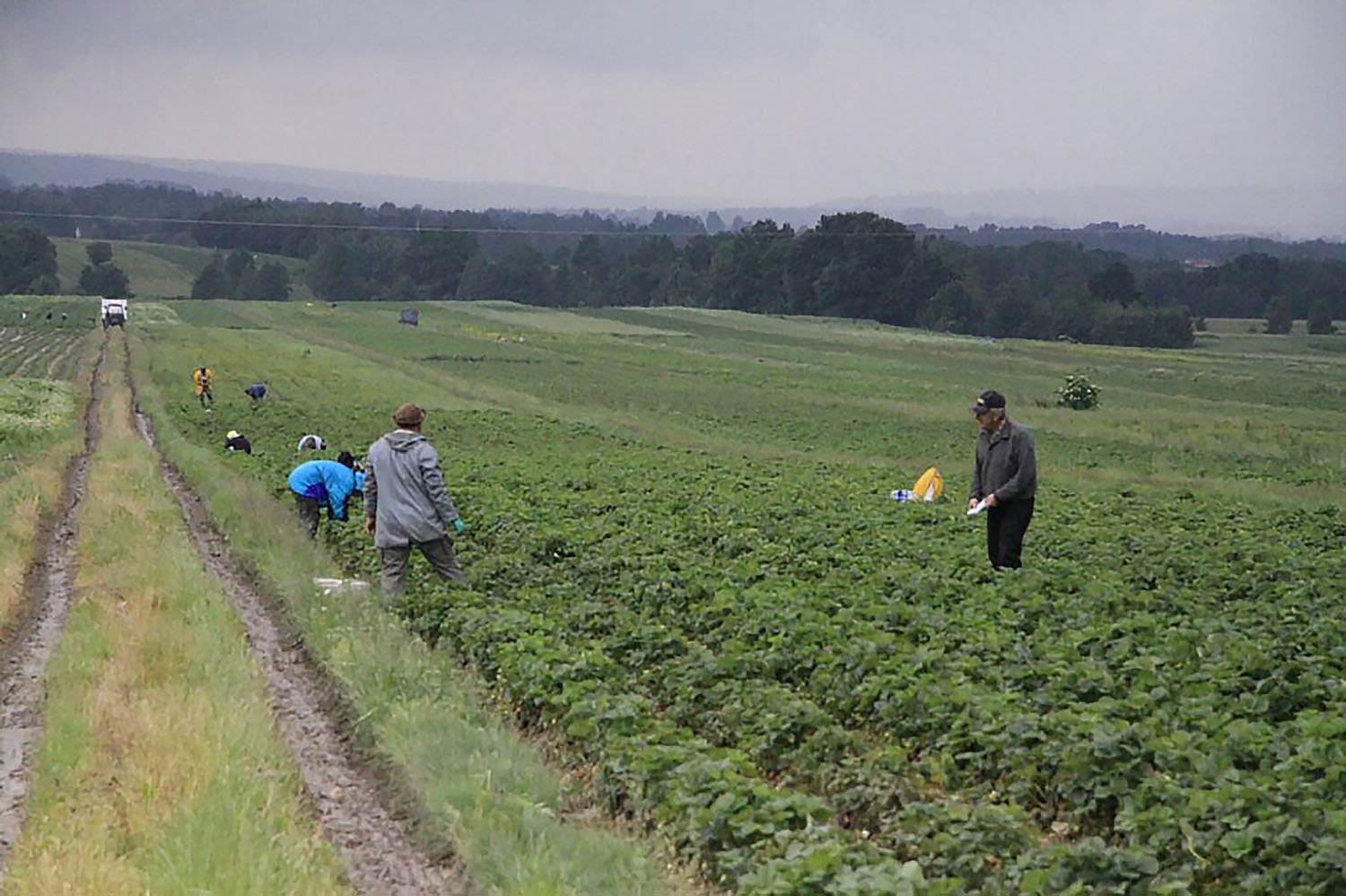 Producenci truskawek mogą składać wnioski o pomoc 2 22.06.2020 Porąbki. Truskawki / Krzysztof Bujnowicz / Radio Kielce