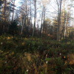 13.11.2023. Na zdjęciu: młode drzewka owinięte wełną z górskich owiec / Fot. Damian Mazur - Nadleśnictwo Radoszyce