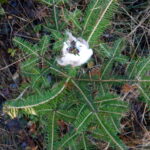 13.11.2023. Na zdjęciu: młode drzewka owinięte wełną z górskich owiec / Fot. Damian Mazur - Nadleśnictwo Radoszyce