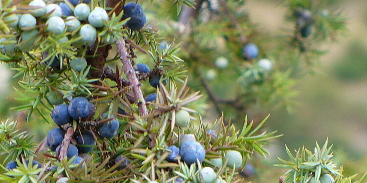 Jałowiec / Autorstwa Peter Forster from Centobuchi, Italy - Juniperus, Ginepro, Wachholder, CC BY-SA 2.0, https://comm