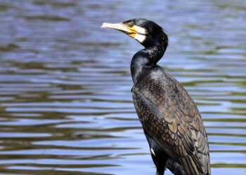 Na zdjęciu: kormoran zwyczajny / Fot. wikipedia.org