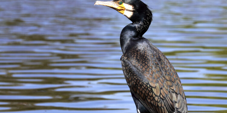 Na zdjęciu: kormoran zwyczajny / Fot. wikipedia.org