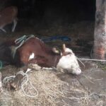 RADIO LUBLIN. Pod bykiem zawaliła się podłoga. Uratowali go strażacy - Radio Kielce Fot. PSP Hrubieszów