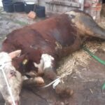 RADIO LUBLIN. Pod bykiem zawaliła się podłoga. Uratowali go strażacy - Radio Kielce Fot. PSP Hrubieszów