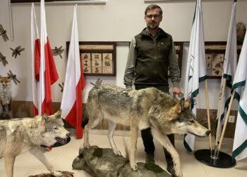 07.11.2023. Nadleśnictwo Stąporków. Wilk. Na zdjęciu: Jacek Oleś zastępca nadleśniczego w Stąporkowie / Fot. Magdalena Galas-Klusek - Radio Kielce