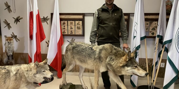 07.11.2023. Nadleśnictwo Stąporków. Wilk. Na zdjęciu: Jacek Oleś zastępca nadleśniczego w Stąporkowie / Fot. Magdalena Galas-Klusek - Radio Kielce