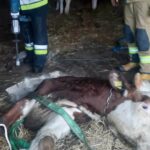 RADIO LUBLIN. Pod bykiem zawaliła się podłoga. Uratowali go strażacy - Radio Kielce Fot. PSP Hrubieszów