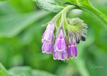 Sekrety ziół – żywokost - Radio Kielce