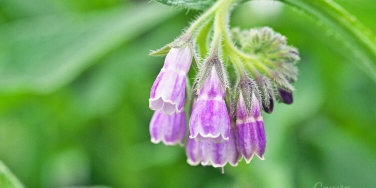 Sekrety ziół – żywokost - Radio Kielce Sekrety ziół – żywokost - Radio Kielce