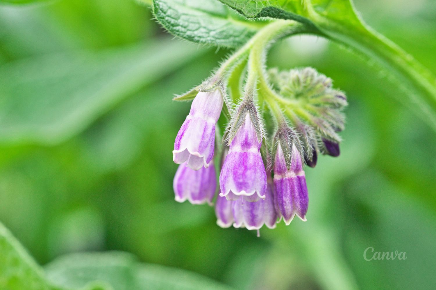 Sekrety ziół - żywokost 2 Sekrety ziół - żywokost