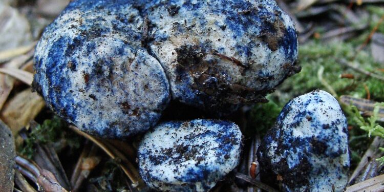 W lasach regionu znaleziono niebieskiego grzyba