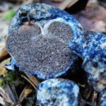 Borowiczka niebieszczejąca / Fot. Jan Kochanowski