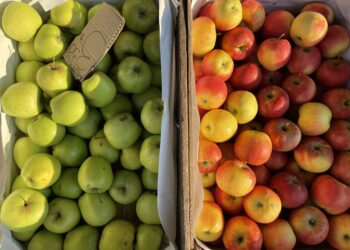 Ceny warzyw i owoców w Końskich (8.11.2023) - Radio Kielce