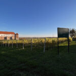 Sandomierz. Zamek królewski, Muzeum Zamkowe, winnica Świętego Jakuba / Fot. Robert Felczak – Radio Kielce