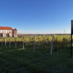 Sandomierz. Zamek królewski, Muzeum Zamkowe, winnica Świętego Jakuba / Fot. Robert Felczak – Radio Kielce
