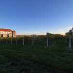 Sandomierz. Zamek królewski, Muzeum Zamkowe, winnica Świętego Jakuba / Fot. Robert Felczak – Radio Kielce