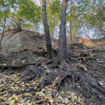 Sandomierz. Wąwóz Królowej Jadwigi / Fot. Robert Felczak – Radio Kielce